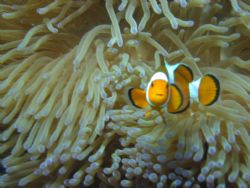Finding Nemo..... In Tioman.... by Elderly Wong Ming Hong 